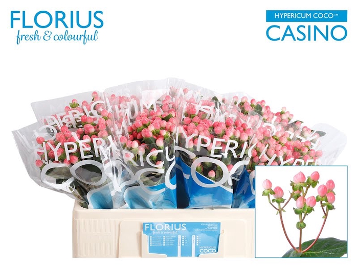 <h4>Hyp Coco Casino Florius</h4>