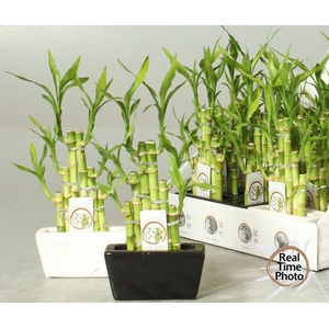 DRA LUCKY BAMBOO
