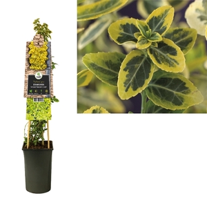 Euonymus fortunei 'Emerald 'n' Gold' +3.0 label