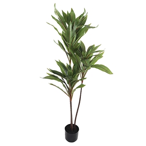 Dracaena Pot PP550034GRN