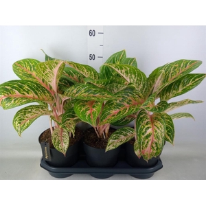 Aglaonema  'Cocomelon'
