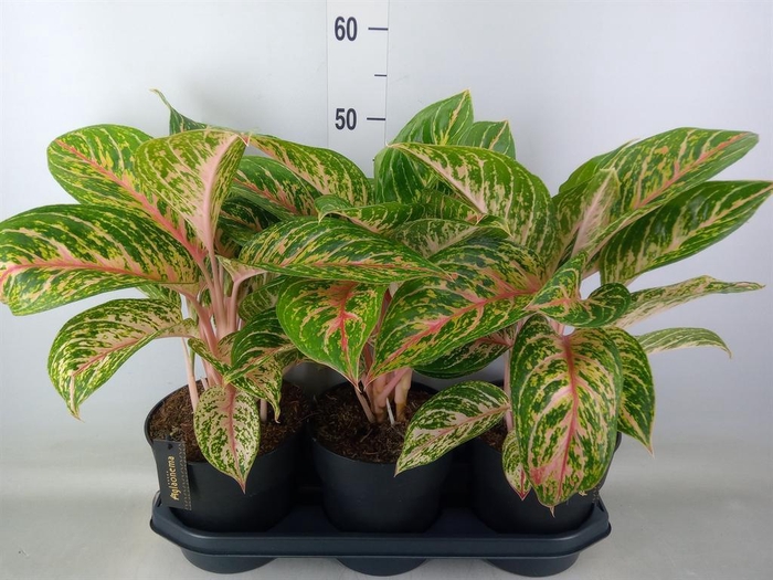 <h4>Aglaonema  'Cocomelon'</h4>