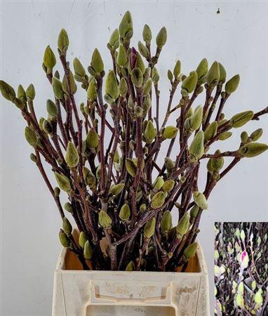 <h4>Magnolia Ov</h4>