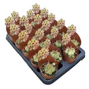 EUPHORBIA MELOFORMIS VARIEGATA - POT Ø 6,5 SHAPED POTCOVER - TRAY 20 PCS (SUCCULENTEN)