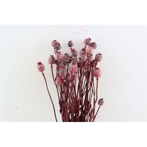 Dried Papaver X5 Red Bunch