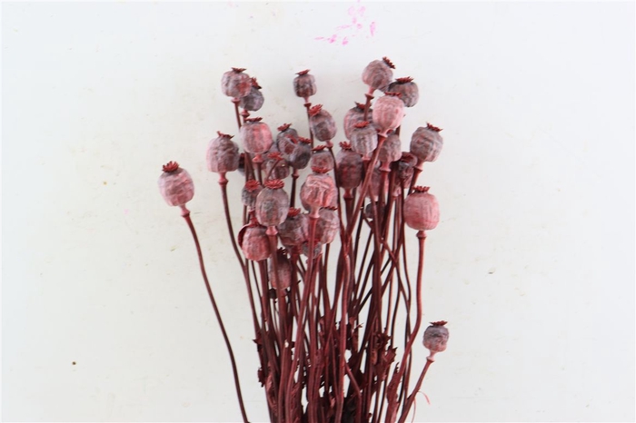 <h4>Dried Papaver X5 Red Bunch</h4>