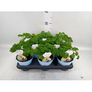 Petroselinum crispum