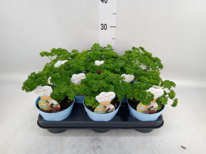 <h4>Petroselinum crispum</h4>