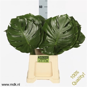 MONSTERA   ...BLAD