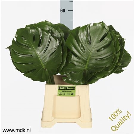 <h4>MONSTERA   ...BLAD</h4>