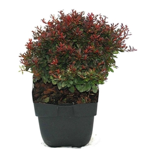 Berberis thunbergii Bagatelle