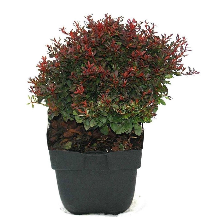 <h4>Berberis thunbergii Bagatelle</h4>