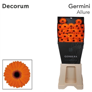 Germini Allure Diamond per kaart