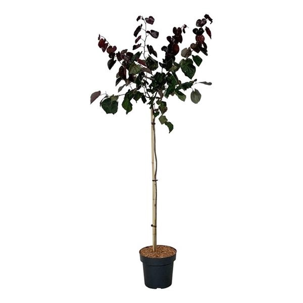 <h4>Cercis can. 'Merlot'</h4>