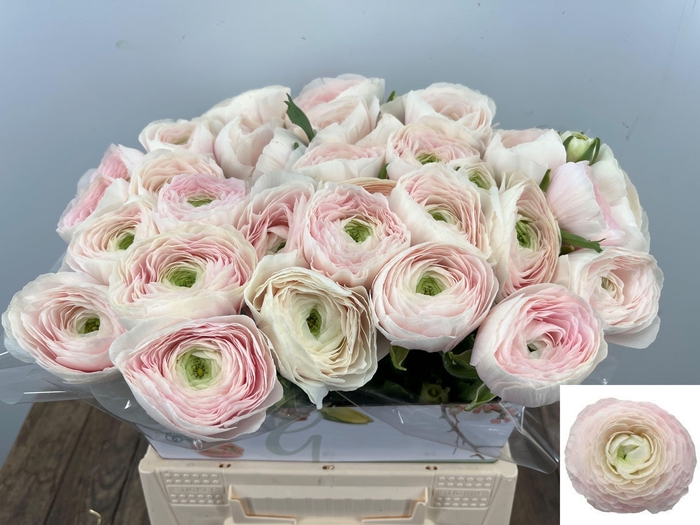 <h4>RAN SU HANOI</h4>