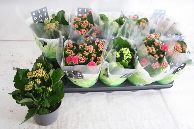 <h4>KAL GE GEM 4 KL</h4>