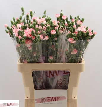 <h4>Dianthus tros 'Fancy Amelie'</h4>