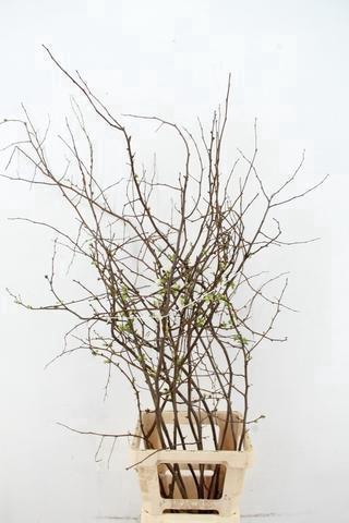 <h4>CHAENOMELES SUPERBA WHITE EXTRA 080CM</h4>