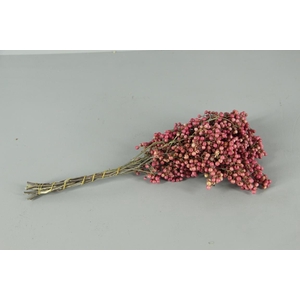 DF Schinus Molle Pink Bs