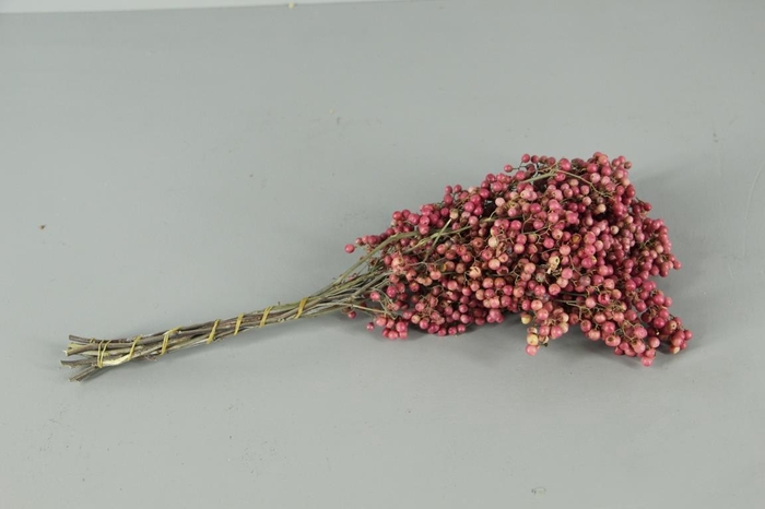 DF Schinus Molle Pink Bs