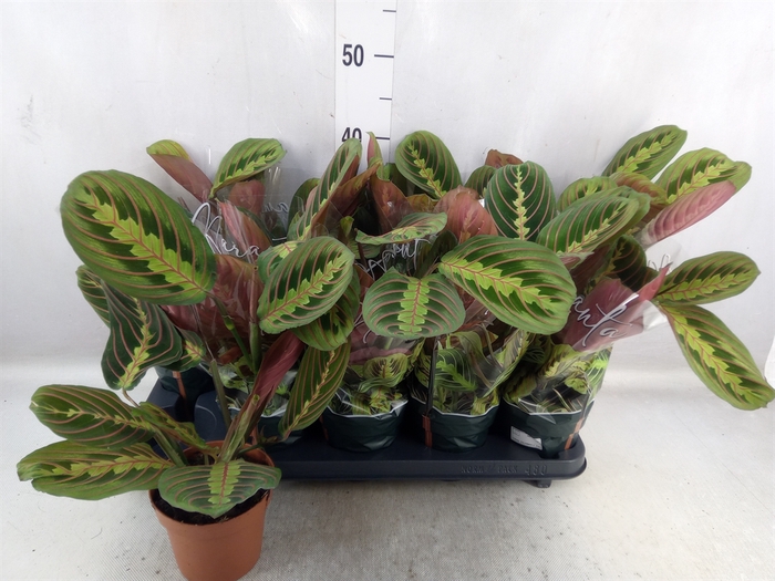 Maranta leuc. 'Fascinator'