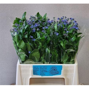 Myosotis Al Blue Memory