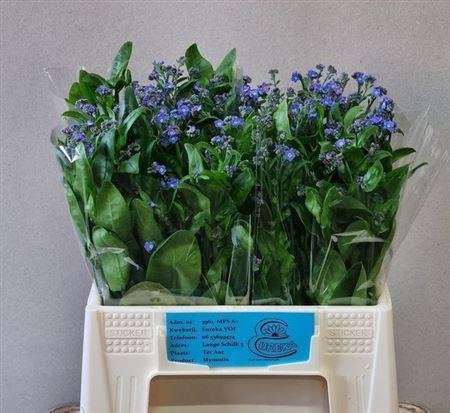 <h4>Myosotis Al Blue Memory</h4>