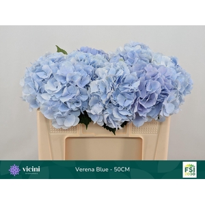 Hydrangea  'Verena Blue'