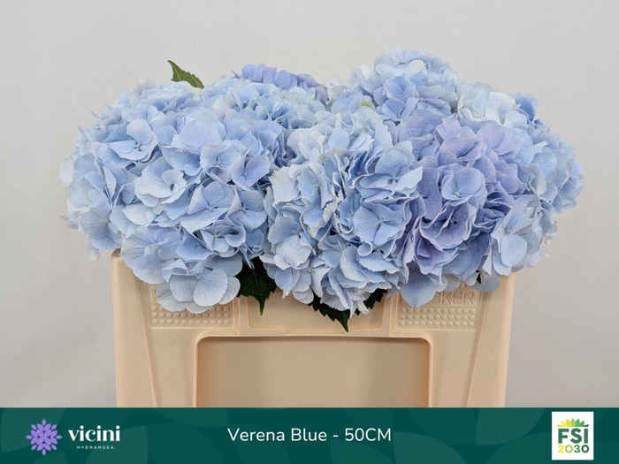 <h4>Hydrangea  'Verena Blue'</h4>