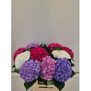 Hydrangea mix exclusive