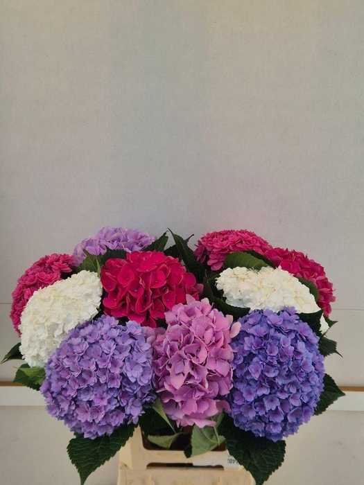 <h4>Hydrangea mix exclusive</h4>
