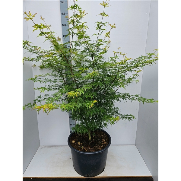 <h4>Acer palmatum 'Seiryu'</h4>