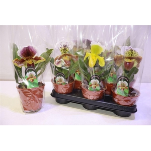 arr8 Paph Amerika Hyb Gem