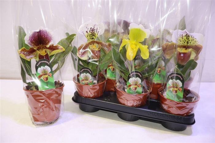 <h4>Paph Amerika Hyb Gem</h4>