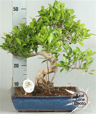 Bonsai Ficus Microcarpa