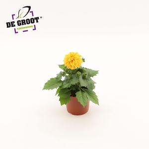 Dahlia (Oranje)