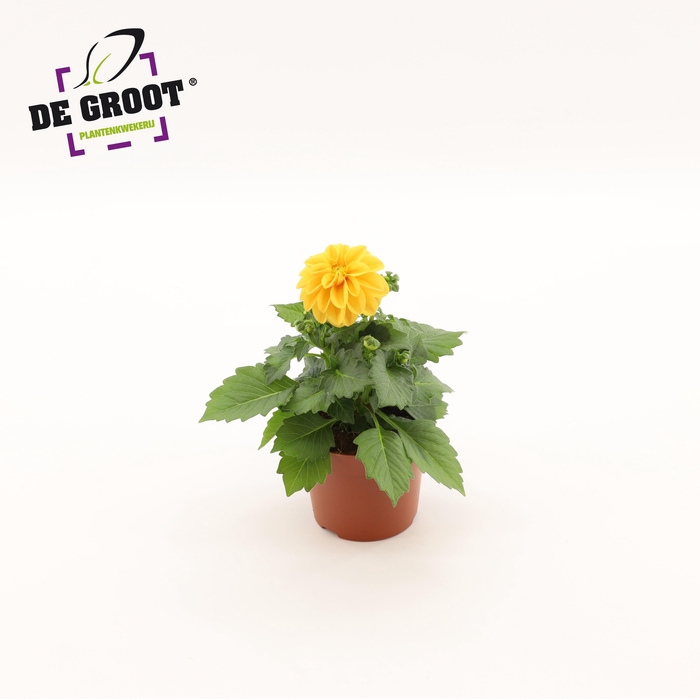 <h4>Dahlia (Oranje)</h4>