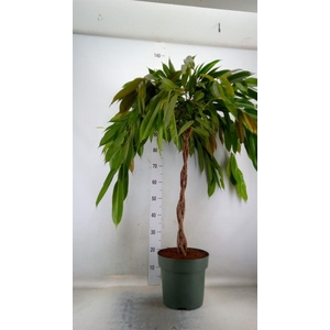 Ficus binn. 'Amstel King'
