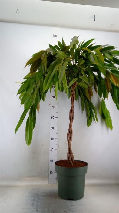 <h4>Ficus binn. 'Amstel King'</h4>