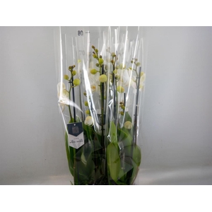 Phalaenopsis  'White World'