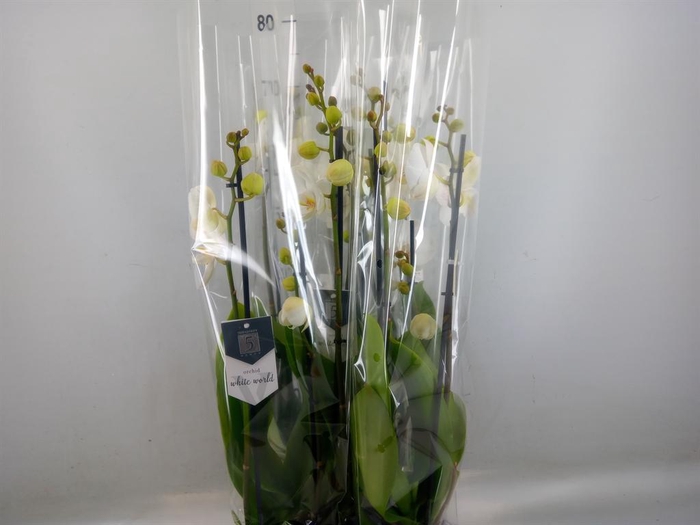 <h4>Phalaenopsis  'White World'</h4>