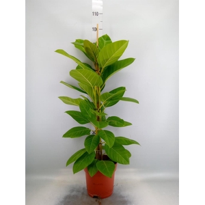 Ficus altissima