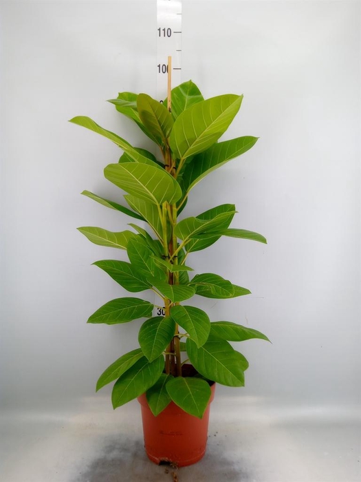 <h4>Ficus altissima</h4>
