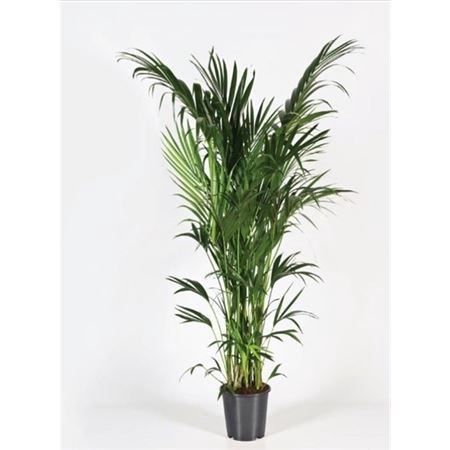 <h4>Howea Forsteriana 200cm (kentia)</h4>