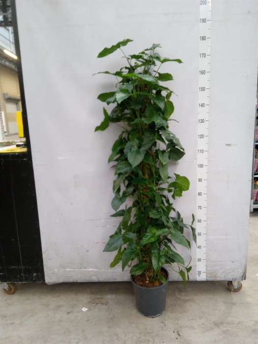 <h4>Syngonium   ...</h4>