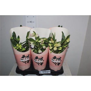 Dendr N Gem 3 Branches