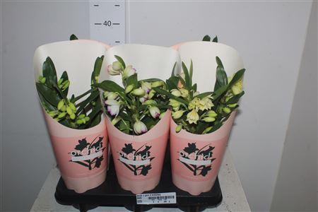 <h4>Dendr N Gem 3 Branches</h4>