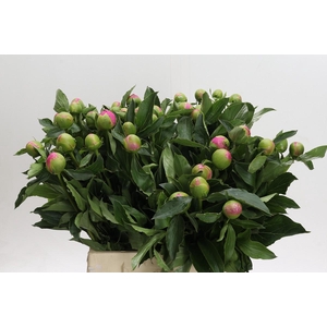 Paeonia Monsieur Jules Elie