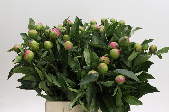 <h4>Paeonia Monsieur Jules Elie</h4>