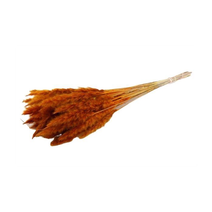 <h4>Bunch Fluffy Pampas Slv 35g L70</h4>